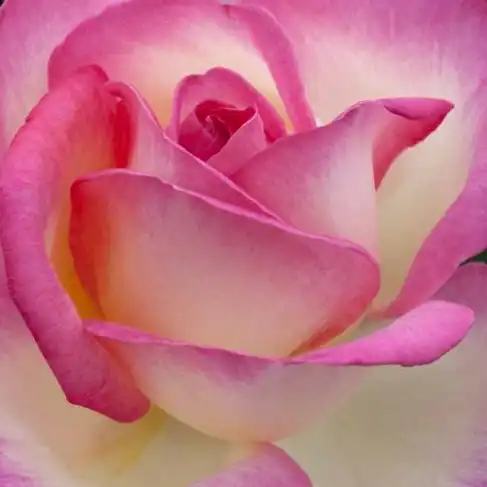 Trandafiri online - Alb - Roz - trandafiri târâtori și cățărători, Climber - trandafir cu parfum discret - Rosa Produs nou - Unknown Australian origin - ,-
